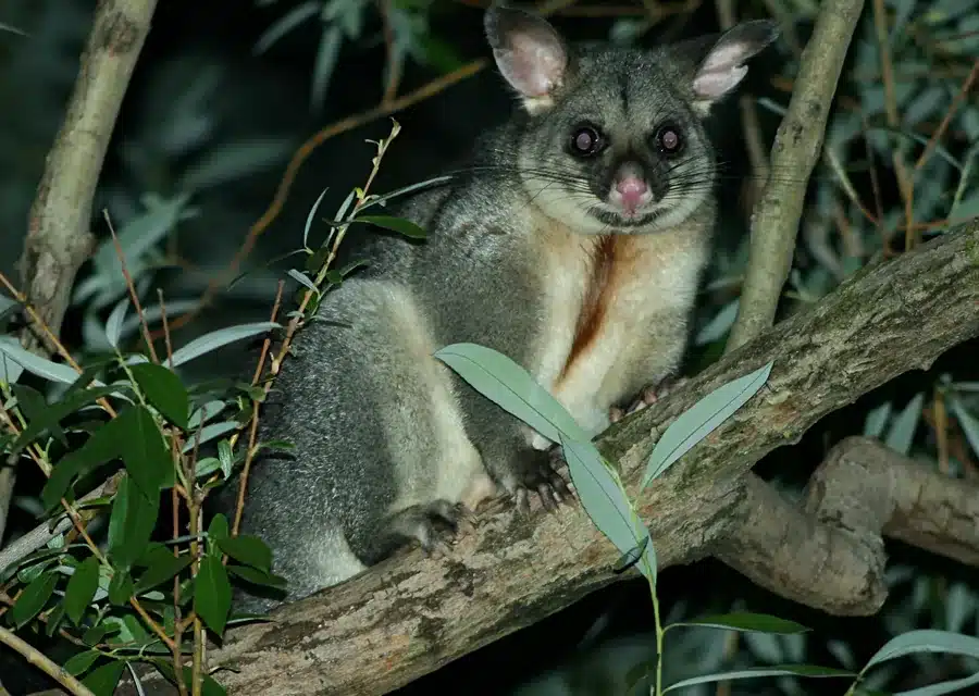 Common brushtail possum with large pointed ears in a gum tree