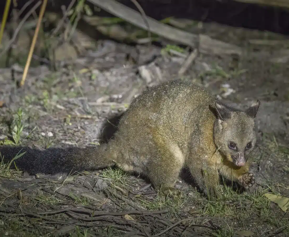 Brushtail possum foraging on the ground at night beside a garden bed