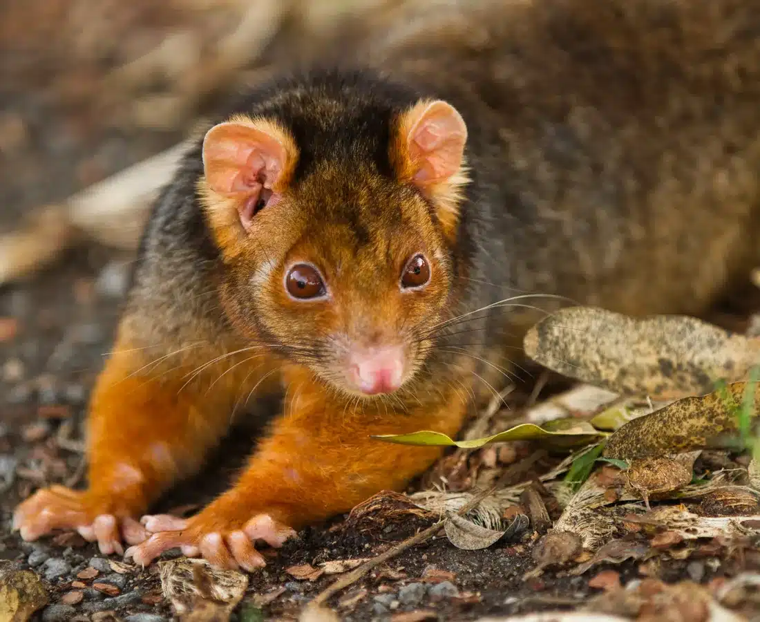 Ringtail possum resting in garden foliage close to a house