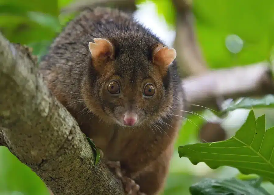 Common ringtail possum with round ears and a white tipped tail on a branch