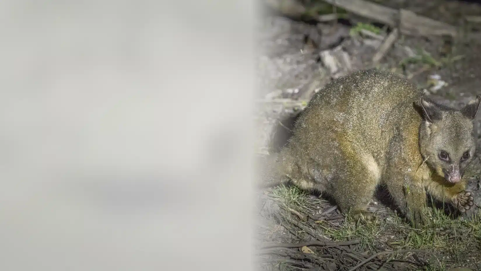 Brushtail possum foraging close to a Geelong home at night