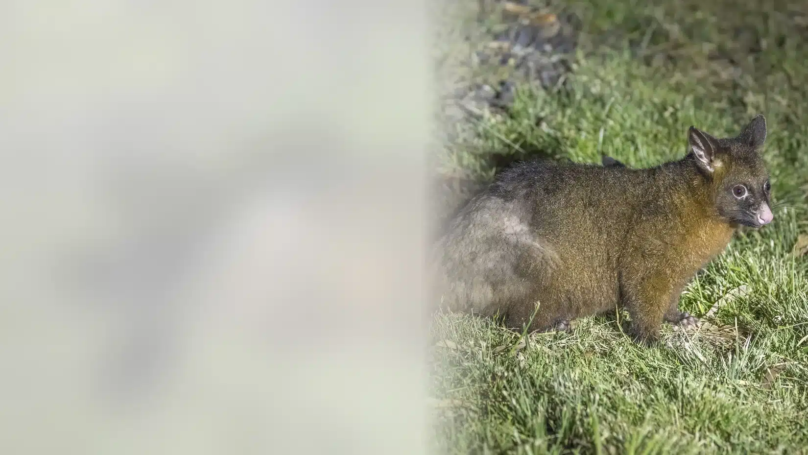 Brushtail possum on a garden lawn beside a Victorian home at dusk