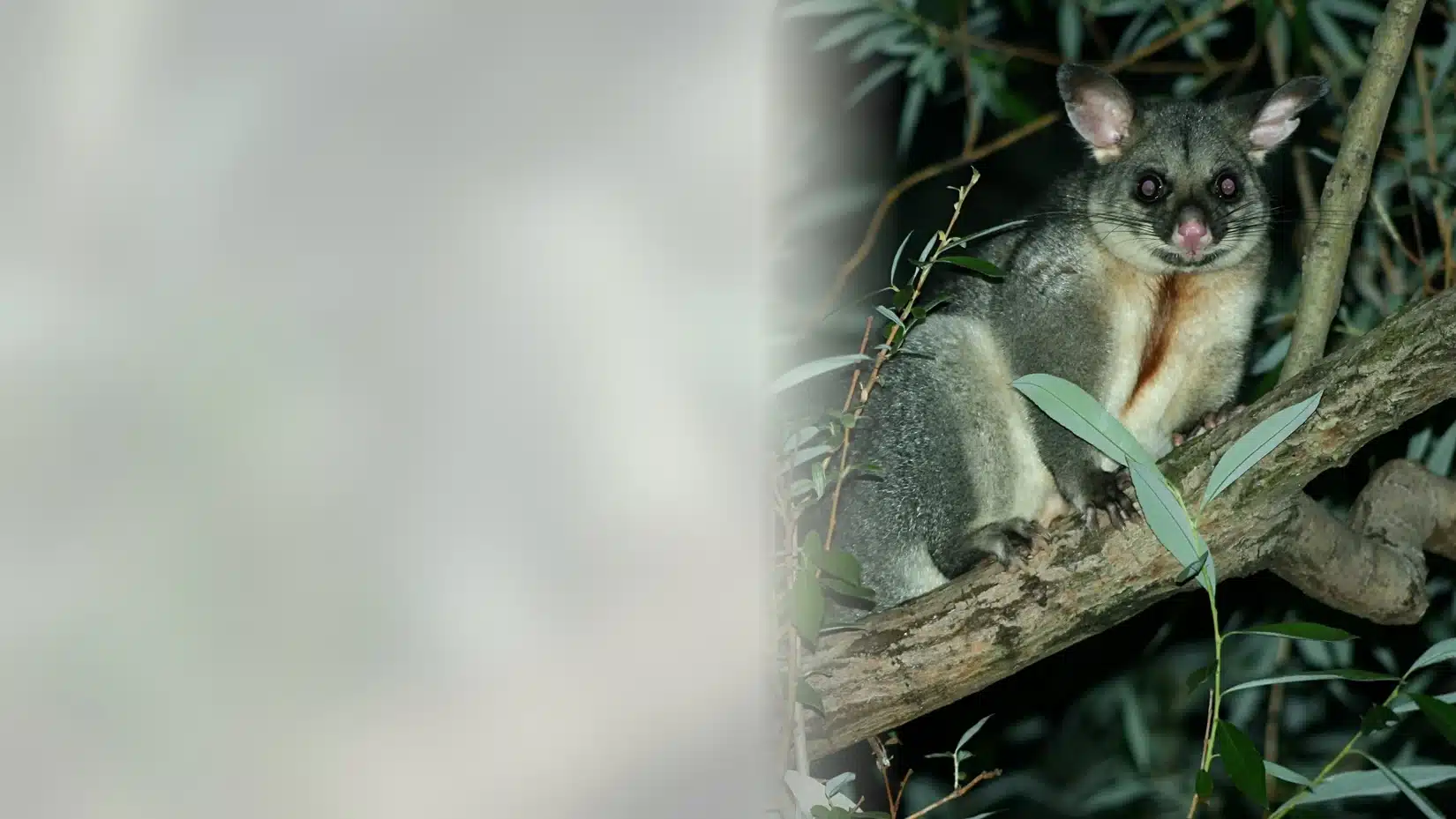 Brushtail possum in a coastal gum tree on the Mornington Peninsula