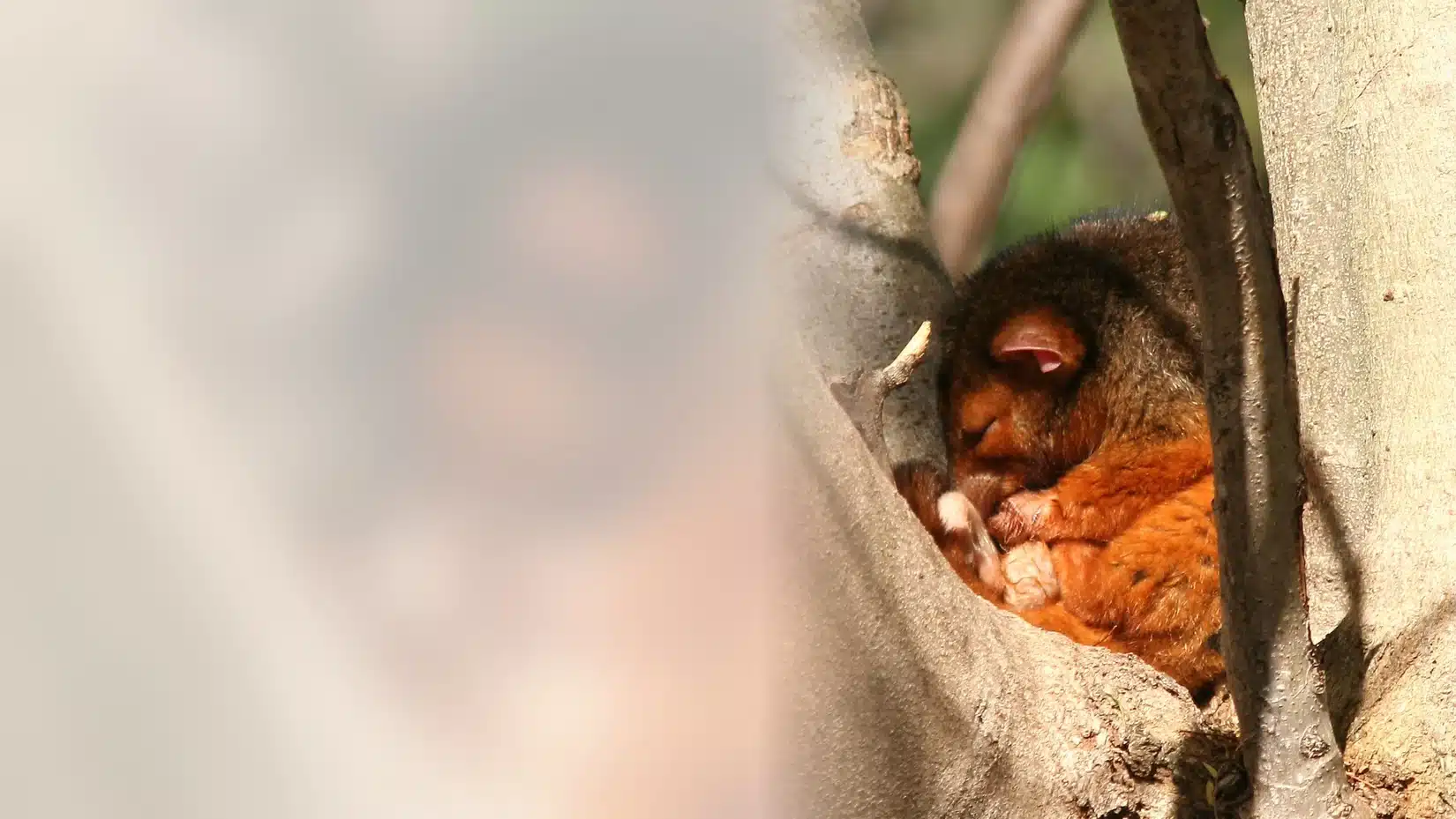Possum curled up in a tree hollow near a house