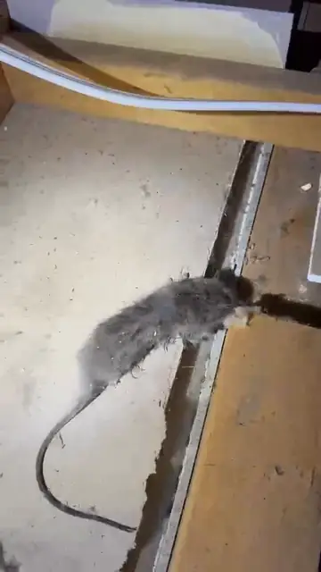 Dead rat removed from a roof void